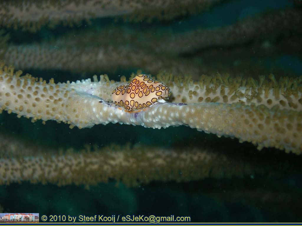 zeenaaktslak naaktslak nudibranchia nudibranch
